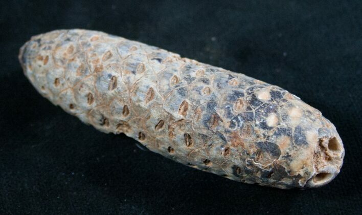 Agatized Fossil Pine (Seed) Cone From Morocco #8103